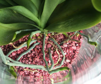 Wachstumsphase verschiedener Orchideen im Colomi