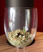 Wachstumsphase verschiedener Orchideen im Colomi