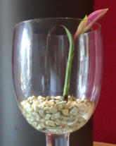 Wachstumsphase verschiedener Orchideen im Colomi