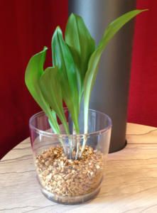 Wachstumsphase verchiedener Orchiden im Colomi Substrat