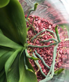 Wachstumsphase verchiedener Orchiden im Colomi Substrat