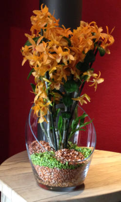 Beispiel Bilder von verschieden Orchideen in Glasgefäßen und Orchitop mit Colomi Orchideensubstrat