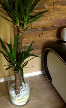 Colomi Orchideensubstrat eignet sich auch als Hydrokultur