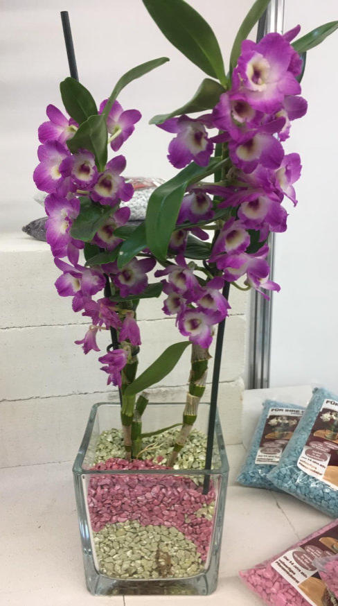 Phalaneopsis Orchidee im Colomi Substrat