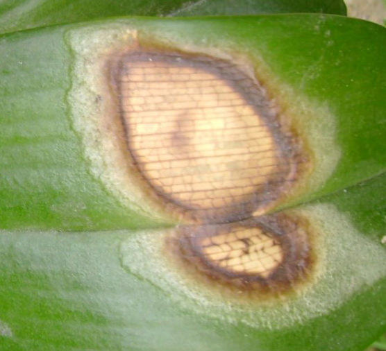 Colomi Orchideensubstrat und Cyclamenmilben