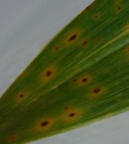 Schwerer Bakterienbefall bei Cattleya
