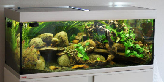 Aquarium vom Herrn Dr. Kossmann, Aquarienfreunde Bayreuth