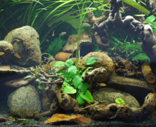 Detailansicht Wurzelwachstum mit unserem Aquariumboden