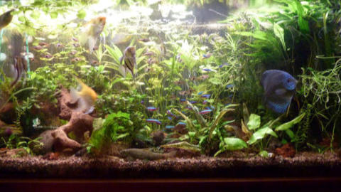 Aquarium von Herrn Reuther, Aquariumverein Marktredwitz