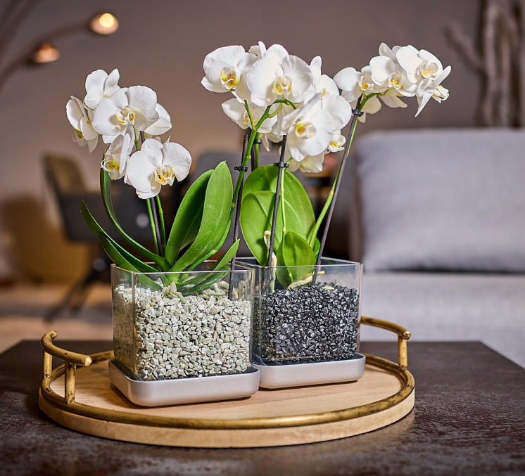 Colomi CARE Pflanztopf für Orchideen auf einem Tablett