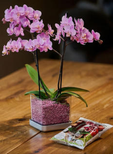 Colomi Orchideensubstrat im Colomi CARE Orchideentopf