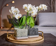 Colomi Orchideensubstrat in zwei Colomi CARE eingepflanzt