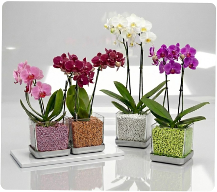 Colomi Care Pflanztopf und Orchideengranulat