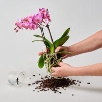 Verschiedenen Orchideen in Colomi Orchideengranulat gepflanzt