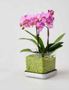 Verschiedenen Orchideen in Colomi Orchideengranulat gepflanzt