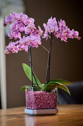 Verschiedenen Orchideen in Colomi Orchideengranulat gepflanzt