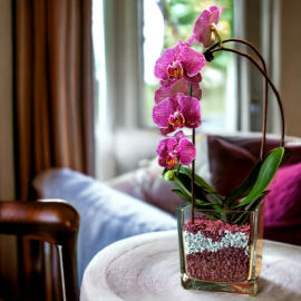 Verschiedenen Orchideen in Colomi Orchideengranulat gepflanzt