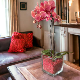 Verschiedenen Orchideen in Colomi Orchideengranulat gepflanzt