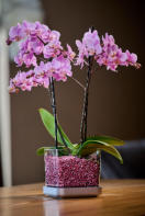 Verschiedenen Orchideen in Colomi Orchideengranulat gepflanzt