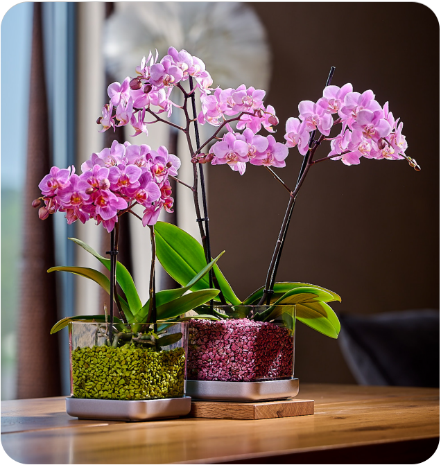 Colomi Care Orchideen Pflanztopf und Orchideengranulat