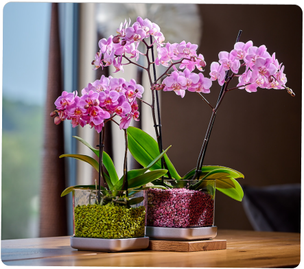 Colomi Care Orchideen Pflanztopf und Orchideengranulat