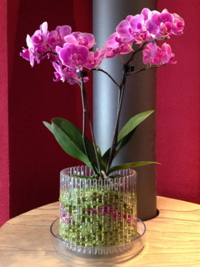 Die Bilder zeigen wie man Orchideen im Orchitop mit Colomi Substrat richtig einpflanzt