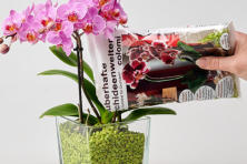 Umtopfen mit Colomi Orchideengranulat in ein Glasgefäß
