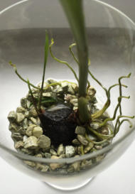 Detailansichten vom Wachstum verschiedener Orchideen im Colomi Pflanzensubstrat für Orchideen