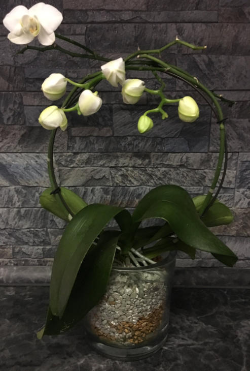 Colomi Orchideensubstrat eignet sich auch als Hydrokultur