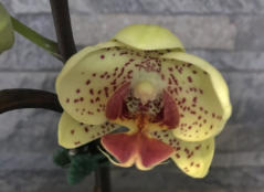 Phalaneopsis Mini