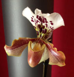 Colomi Orchideensubstrat eignet sich auch als Hydrokultur